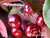 Obelis ,Royalty' (lot. Malus) -c10 Obelis ,Royalty' (lot. Malus) -c10